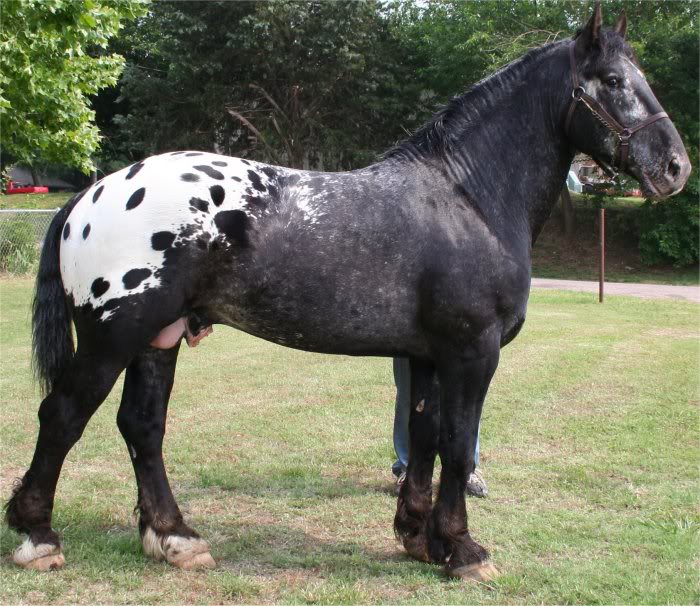 Sugar Bush Draft Horses